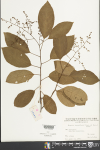 Ehretia acuminata image