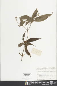 Tarenna mollissima image