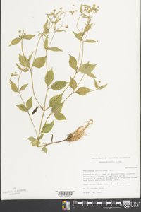 Galinsoga parviflora image