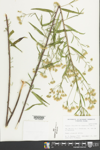 Brickellia eupatorioides image