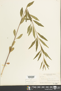 Kuhnia eupatorioides image