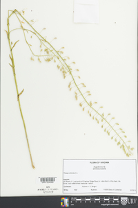 Thlaspi alliaceum image