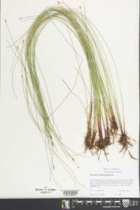 Eleocharis erythropoda image