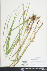 Carex trichocarpa image