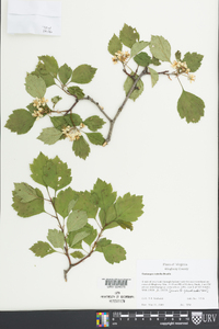 Crataegus rubella image