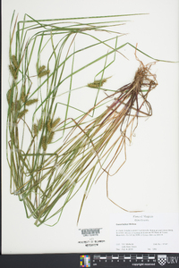 Carex baileyi image