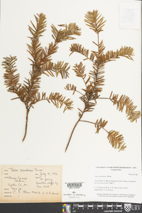 Taxus canadensis image