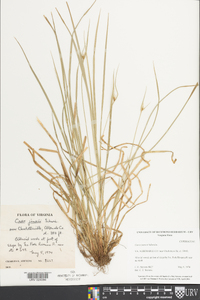 Carex jamesii image
