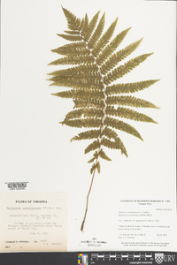 Matteuccia struthiopteris image