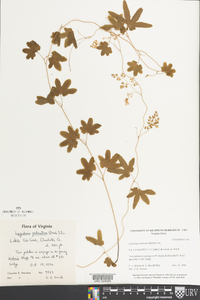 Lygodium palmatum image