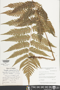 Dryopteris goldieana image