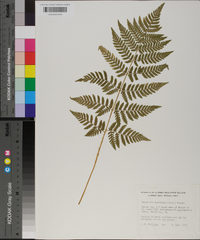 Dryopteris campyloptera image