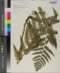 Dryopteris celsa image