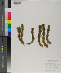 Lycopodium porophilum image