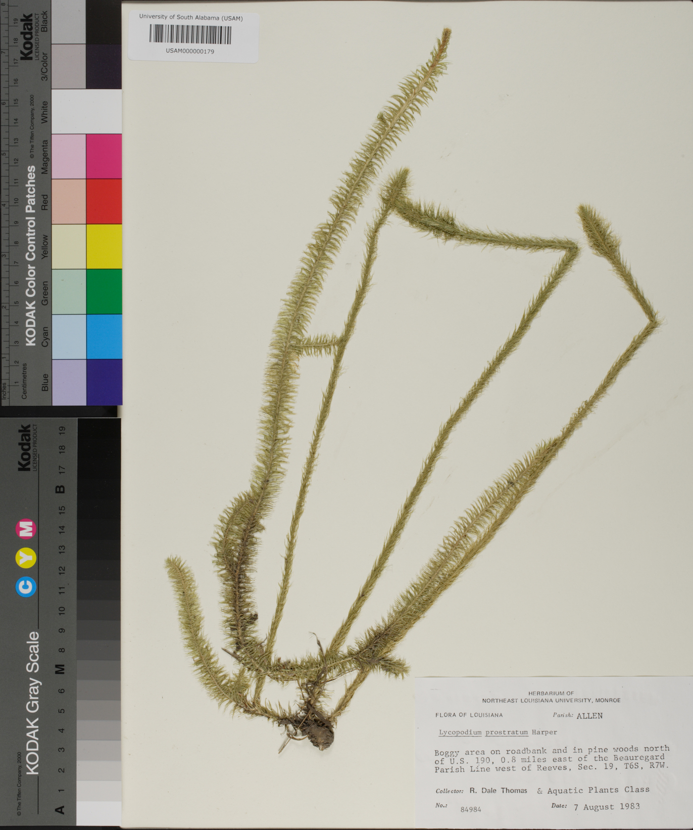 Lycopodium prostratum image