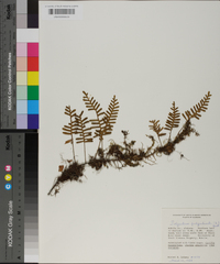 Polypodium polypodioides image