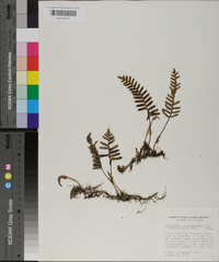 Polypodium polypodioides image