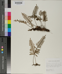 Polypodium polypodioides image