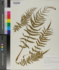 Pteris vittata image