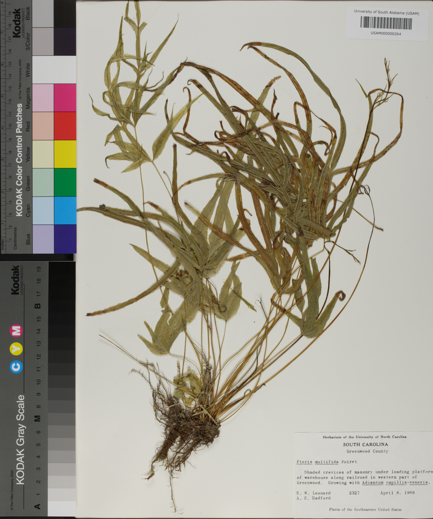 Pteris multifida image