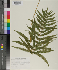 Thelypteris kunthii image