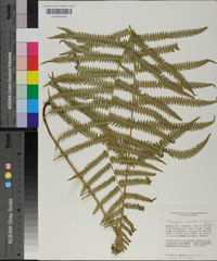 Thelypteris kunthii image