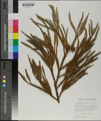 Cryptomeria japonica image