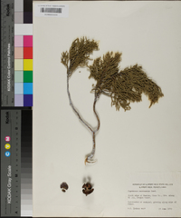 Cupressus macrocarpa image