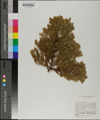 Juniperus chinensis image