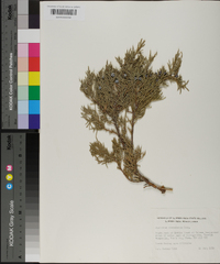 Juniperus scopulorum image