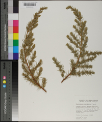 Juniperus scopulorum image