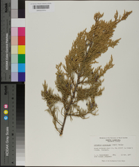 Juniperus silicicola image