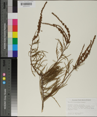 Taxodium ascendens image