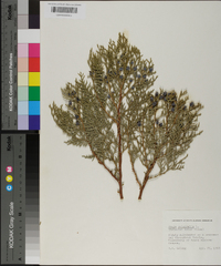 Platycladus orientalis image