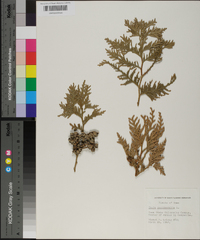 Thuja occidentalis image