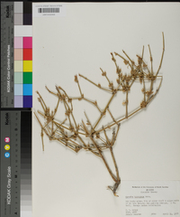 Ephedra torreyana image