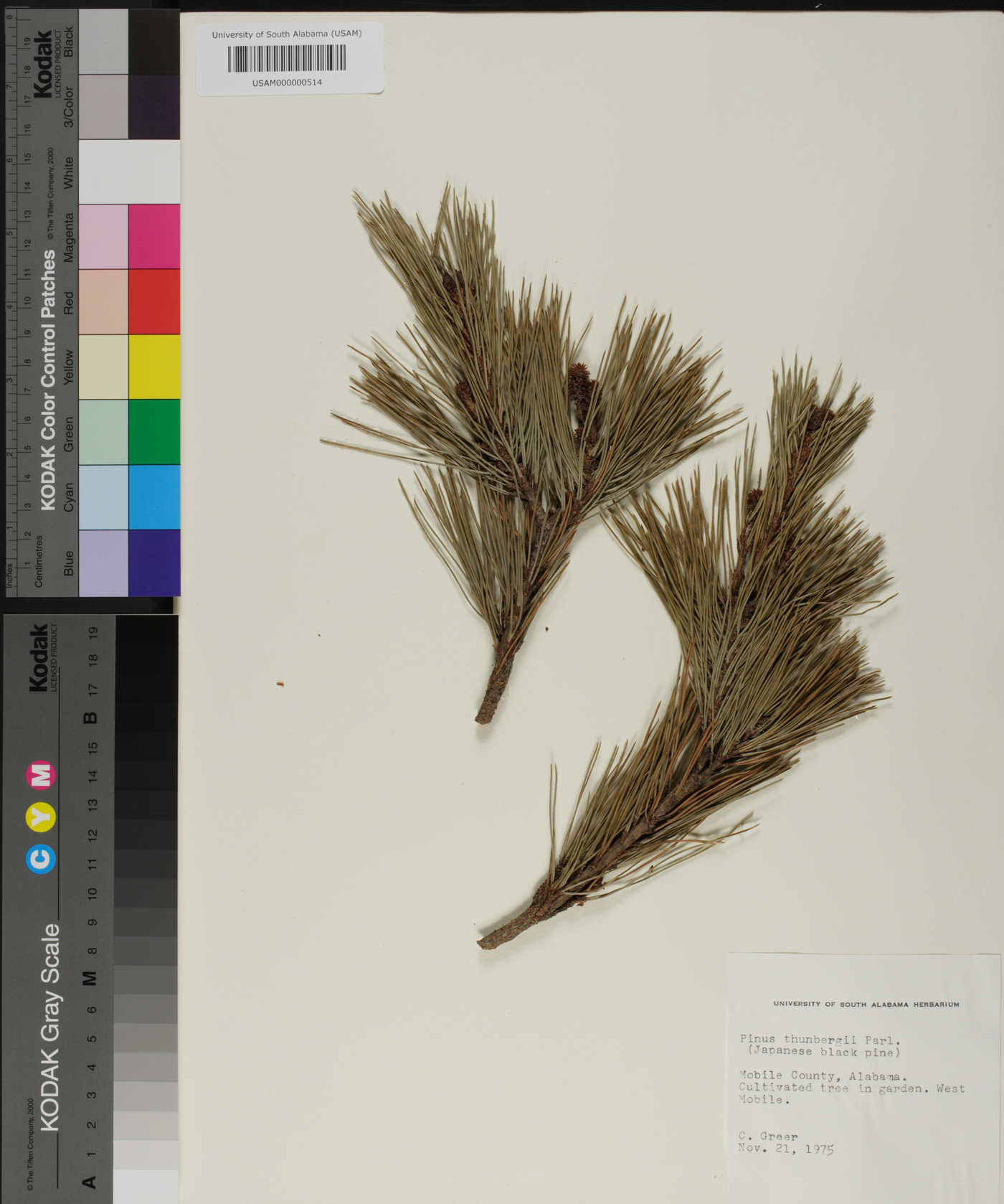 Pinus thunbergii image