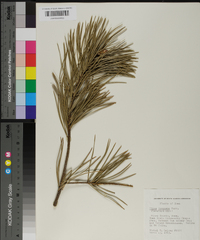 Pinus bungeana image