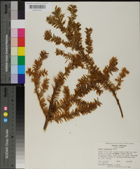 Taxus canadensis image