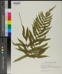 Thelypteris kunthii image