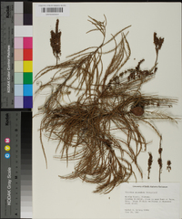 Taxodium ascendens image