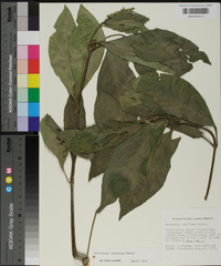 Bravaisia berlandieriana image