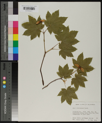 Acer circinatum image