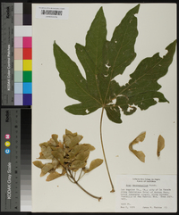 Acer macrophyllum image