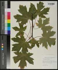 Acer macrophyllum image