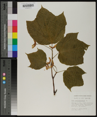 Acer pennsylvanicum image