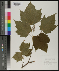 Acer spicatum image