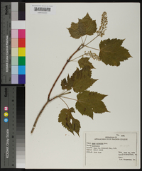 Acer spicatum image