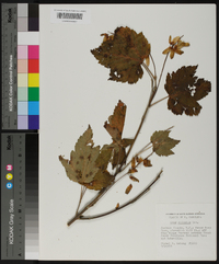 Acer spicatum image