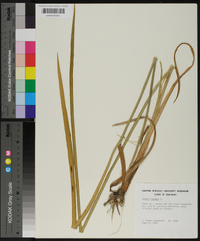 Acorus calamus image